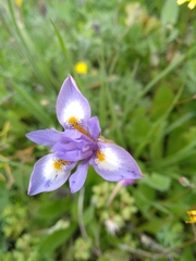 Moraea sisyrinchium