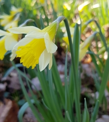 Narcissus pseudonarcissus pseudonarcissus