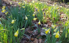 Narcissus pseudonarcissus pseudonarcissus