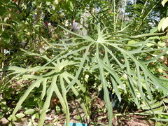 Anthurium podophyllum
