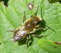 Osmia niveata