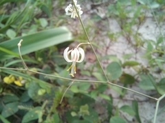 Trachyandra arvensis