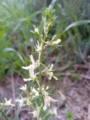 Linaria chalepensis