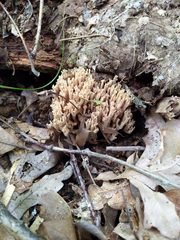 Ramaria fennica