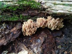 Ramaria fennica