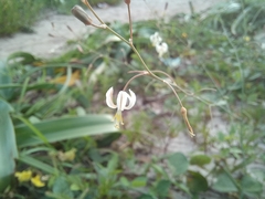 Trachyandra arvensis