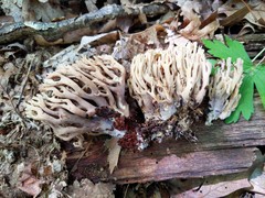 Ramaria fennica
