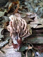 Ramaria fennica