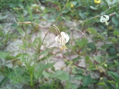 Trachyandra arvensis