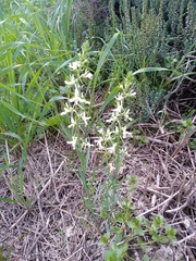 Linaria chalepensis