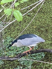 Nycticorax nycticorax image