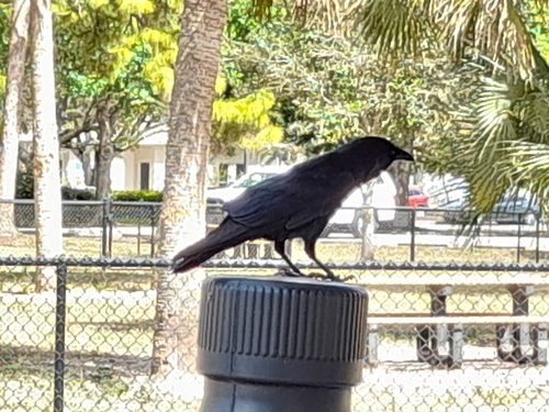 Corvidae image