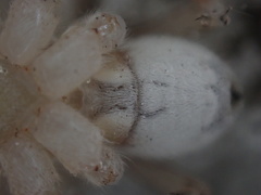 Arctosa sanctaerosae image