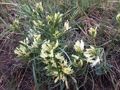 Astragalus pectinatus
