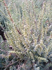 Salsoloideae