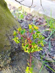 Euphorbia peplus