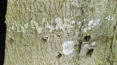 Mycoporum antecellens