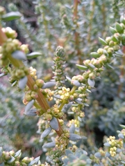 Salsoloideae