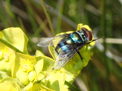 Chrysomya chloropyga