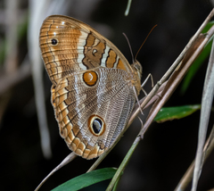 Opoptera syme