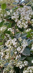Viburnum tinus