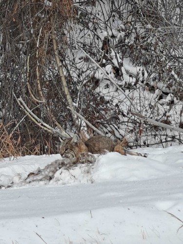 Bobcat photographed in Montana