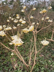 Edgeworthia