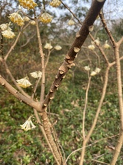 Edgeworthia