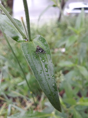 Platystoma seminationis