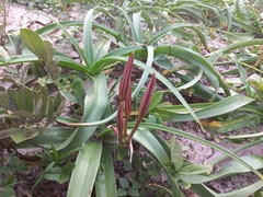 Crinum papillosum