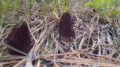 Morchella brunnea