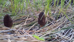 Morchella brunnea