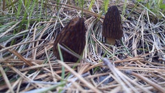 Morchella brunnea
