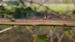 Rubus hypomalacus