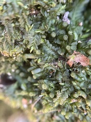 Liochlaena lanceolata