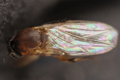 Phoridae