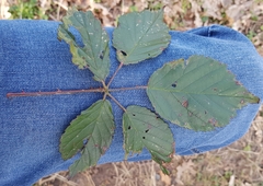 Rubus hypomalacus