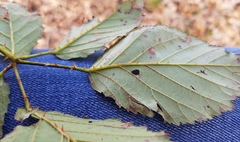 Rubus hypomalacus