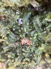 Liochlaena lanceolata