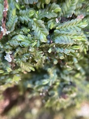 Liochlaena lanceolata