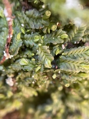 Liochlaena lanceolata