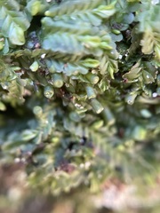 Liochlaena lanceolata