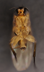 Phoridae