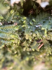 Liochlaena lanceolata