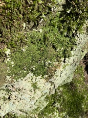 Liochlaena lanceolata