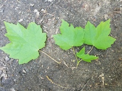 Acer rubrum