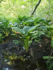 Symplocarpus foetidus