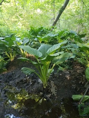 Symplocarpus foetidus