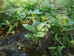 Symplocarpus foetidus