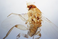 Phoridae